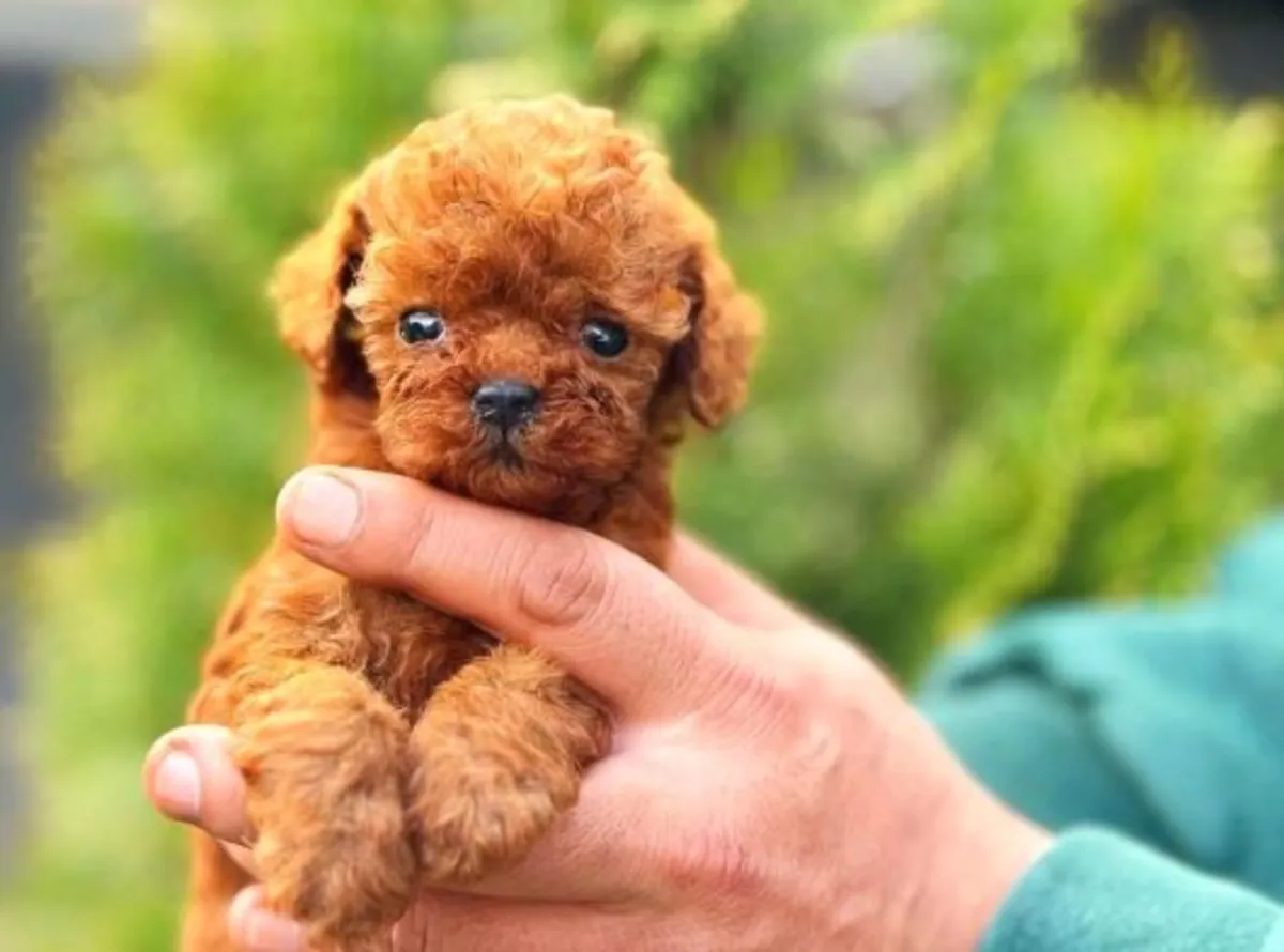 Cachorro caniche hembra con personalidad tranquila y fuerte adaptabilidad.