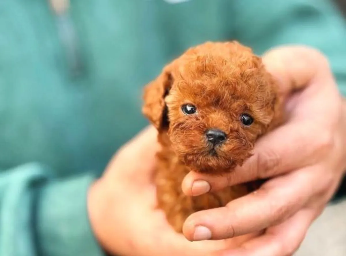 Cachorro caniche hembra con personalidad tranquila y fuerte adaptabilidad.