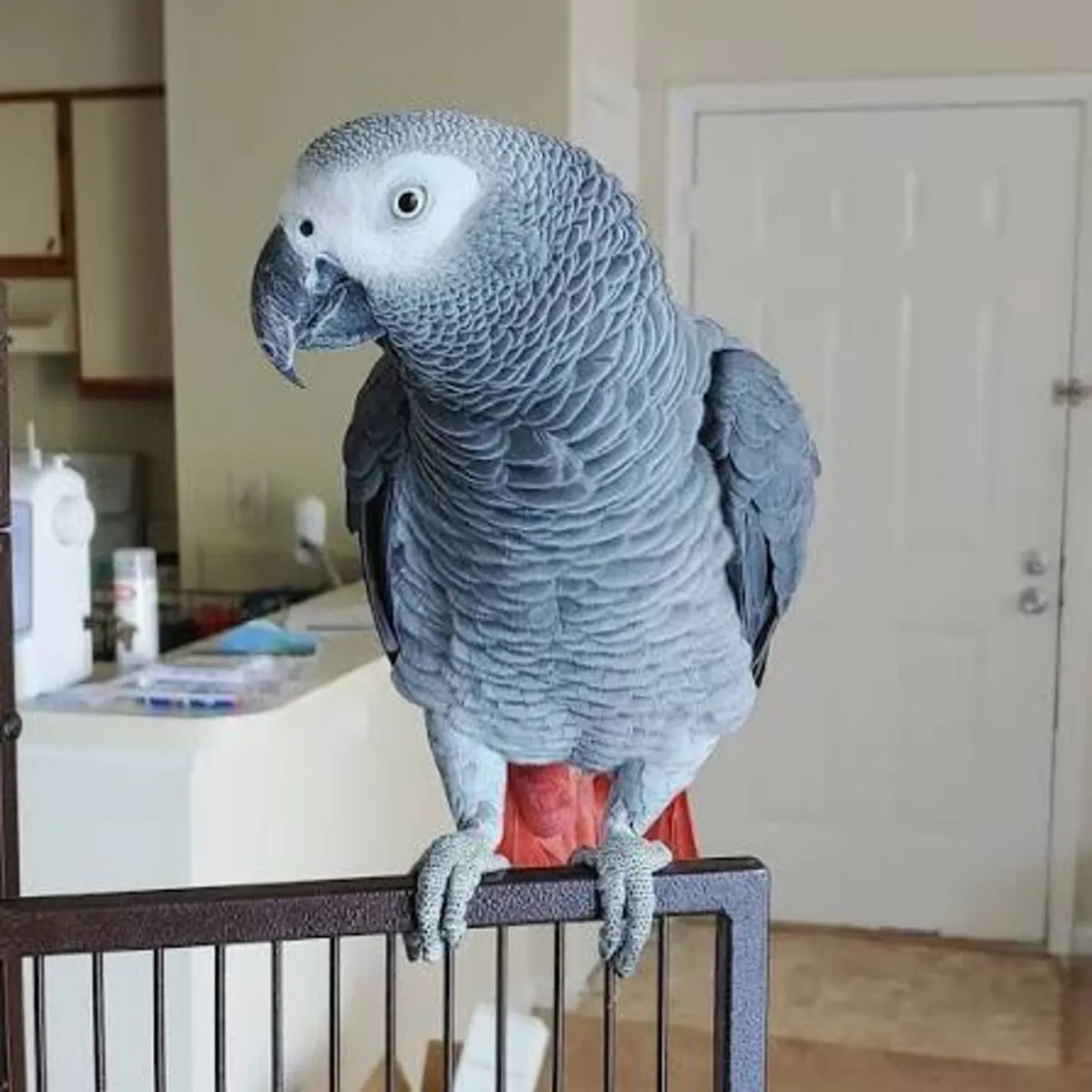 Bébé perroquet gris du Gabon super apprivoisé