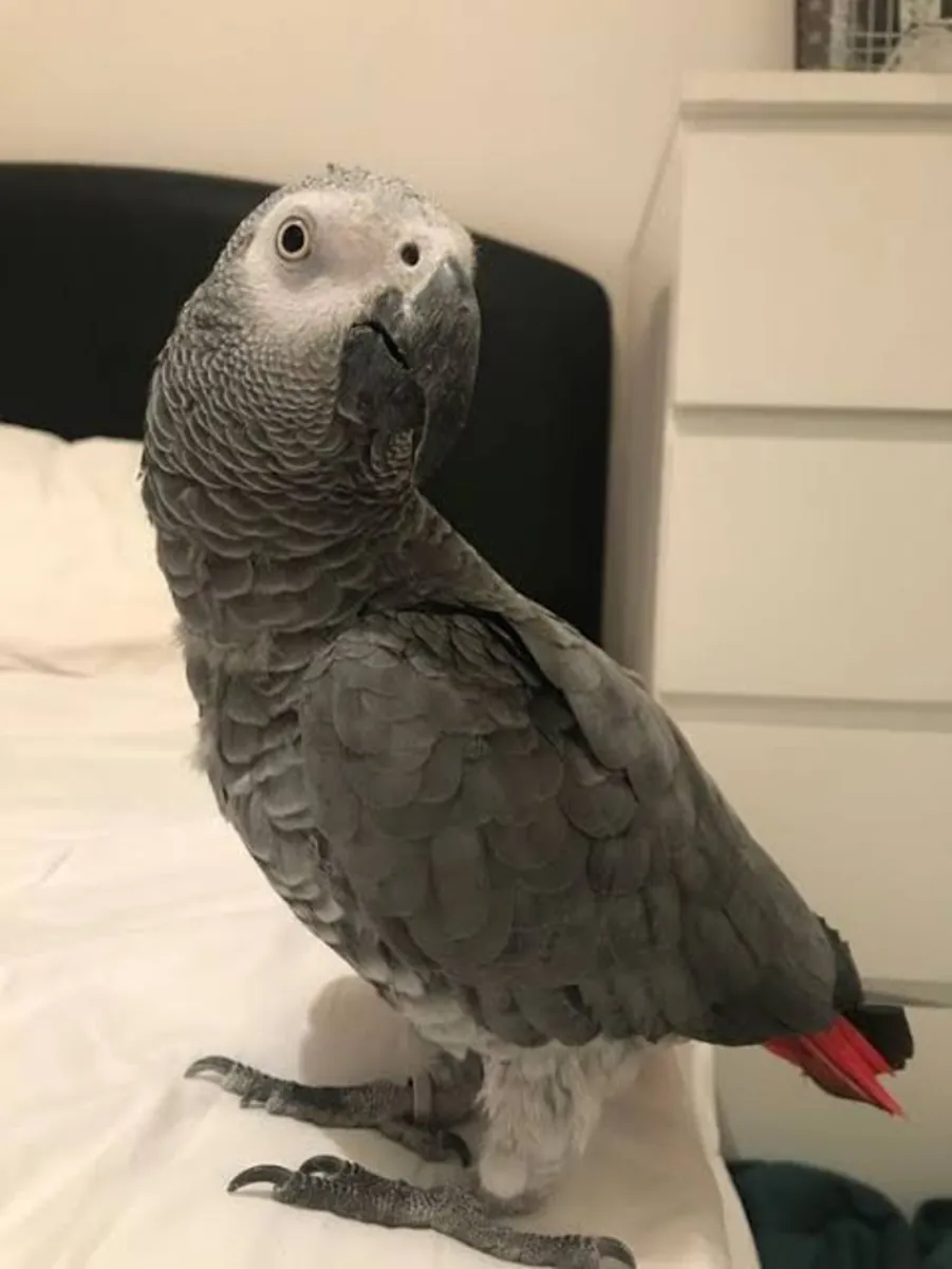 非洲灰鹦鹉幼鸟