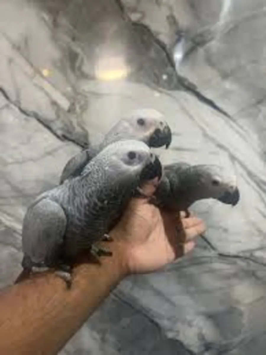 bébé gris du Gabon
