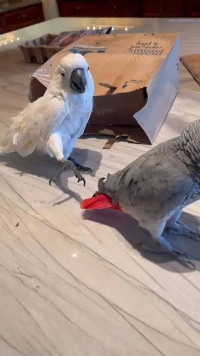 Lovely Baby African Grey Parrots 