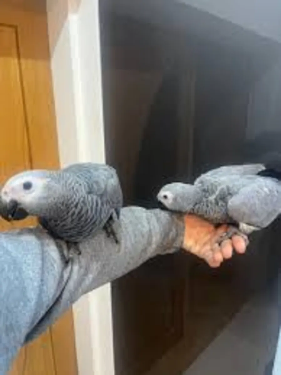 Lovely Baby African Grey Parrots 