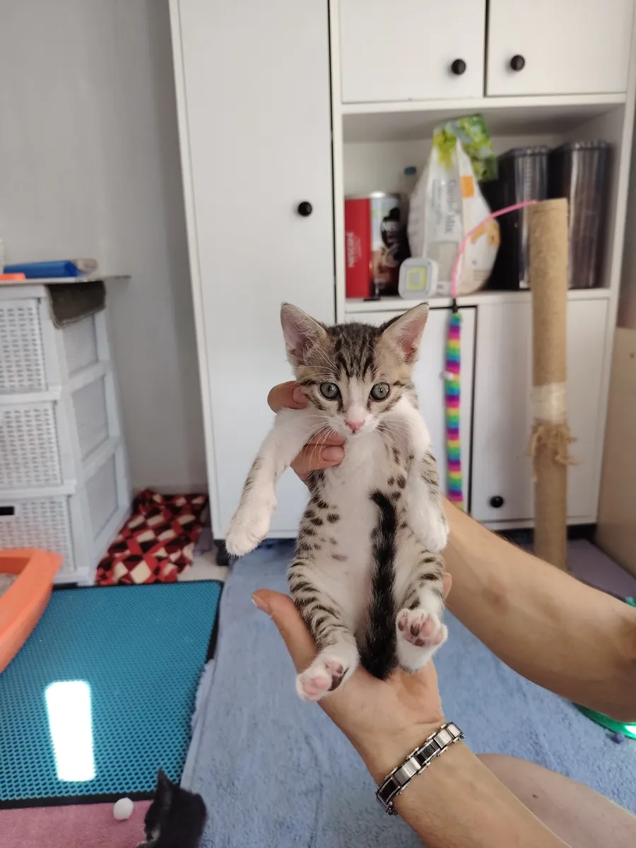 虎斑小猫