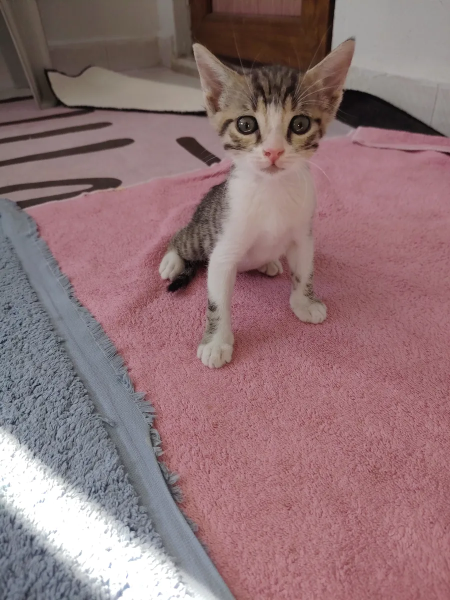 虎斑小猫