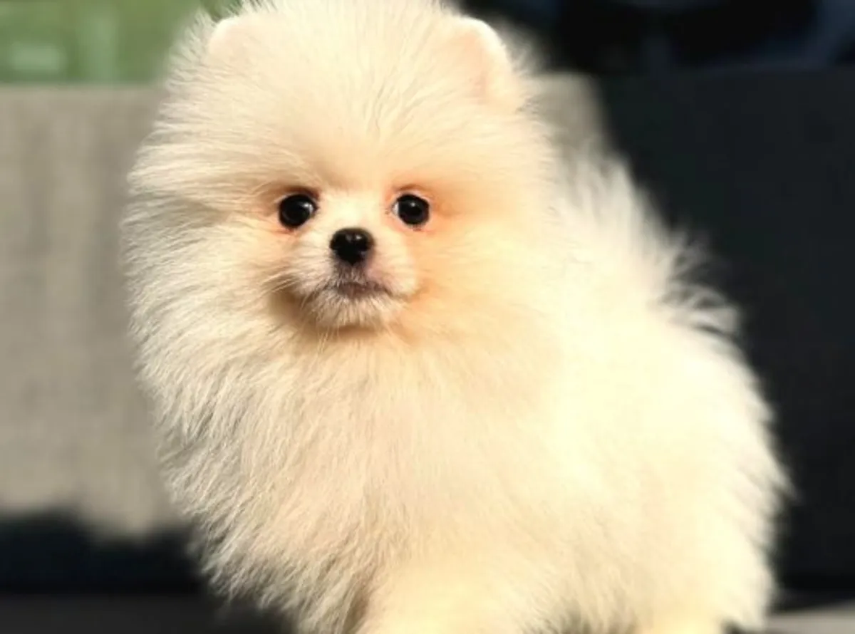 Ev ortamında büyümüş, karakteri oturmuş Pomeranian erkek yavru