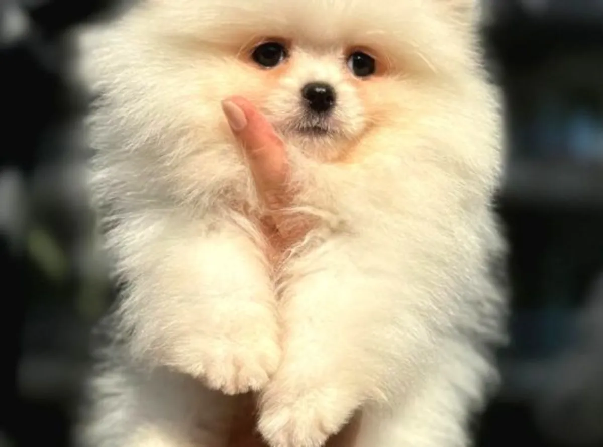 Ev ortamında büyümüş, karakteri oturmuş Pomeranian erkek yavru