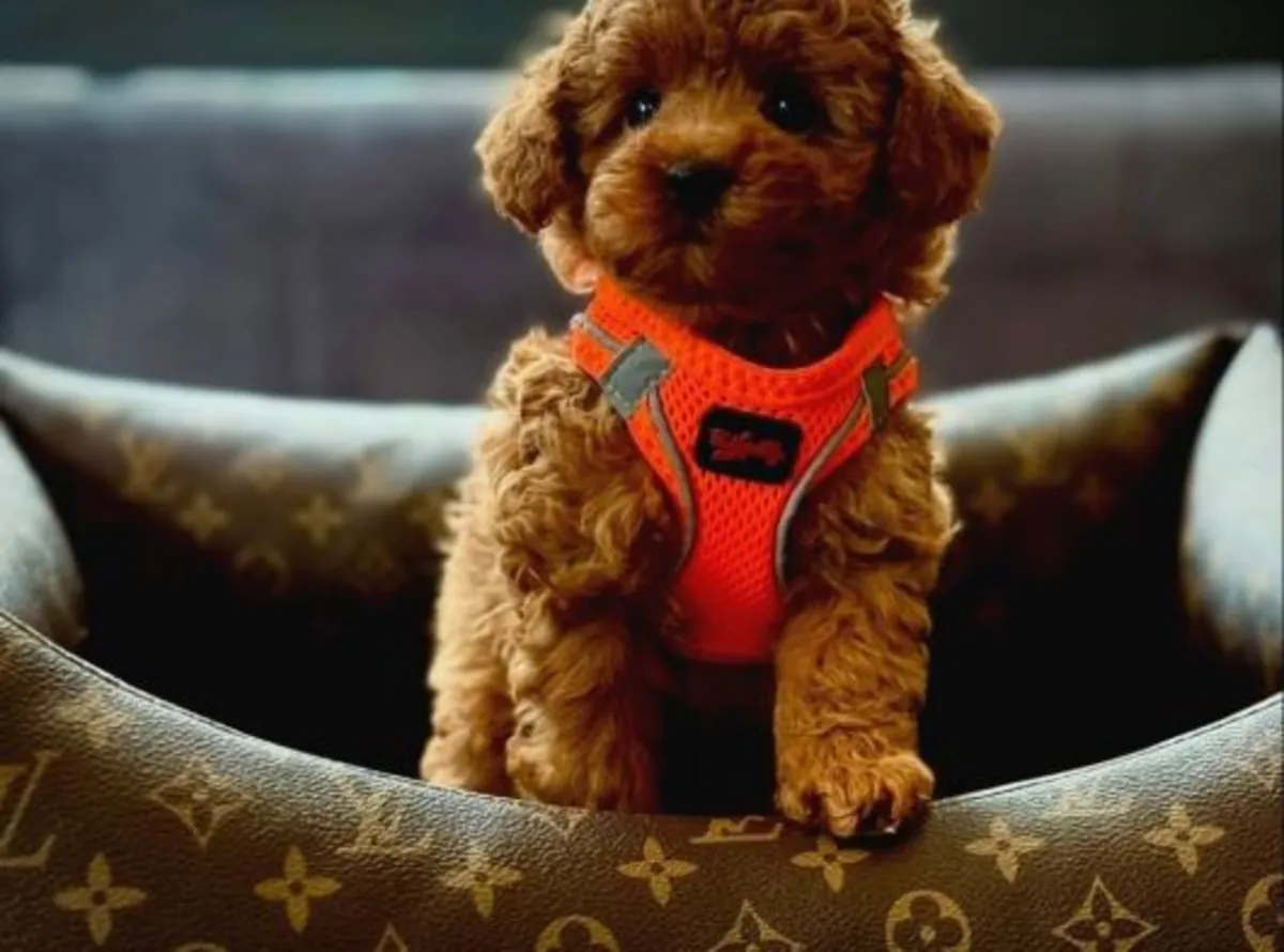 Zeki ve öğrenmeye açık Poodle erkek yavru