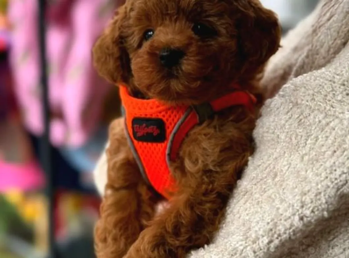 Zeki ve öğrenmeye açık Poodle erkek yavru