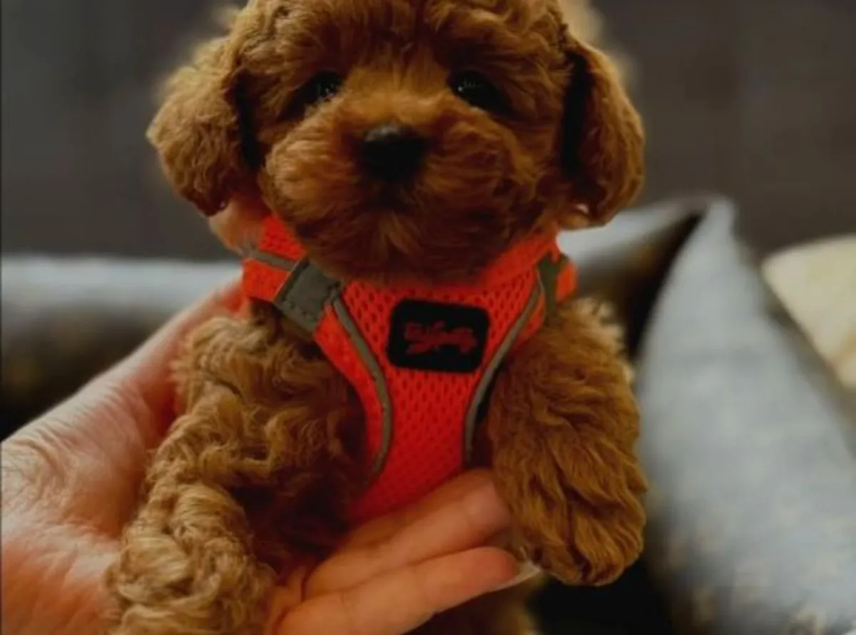 Zeki ve öğrenmeye açık Poodle erkek yavru