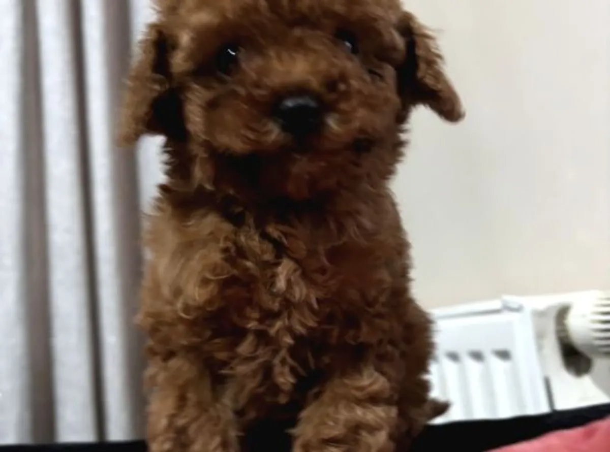 Ev ortamına uyumlu, sakin karakterli Poodle dişi yavru