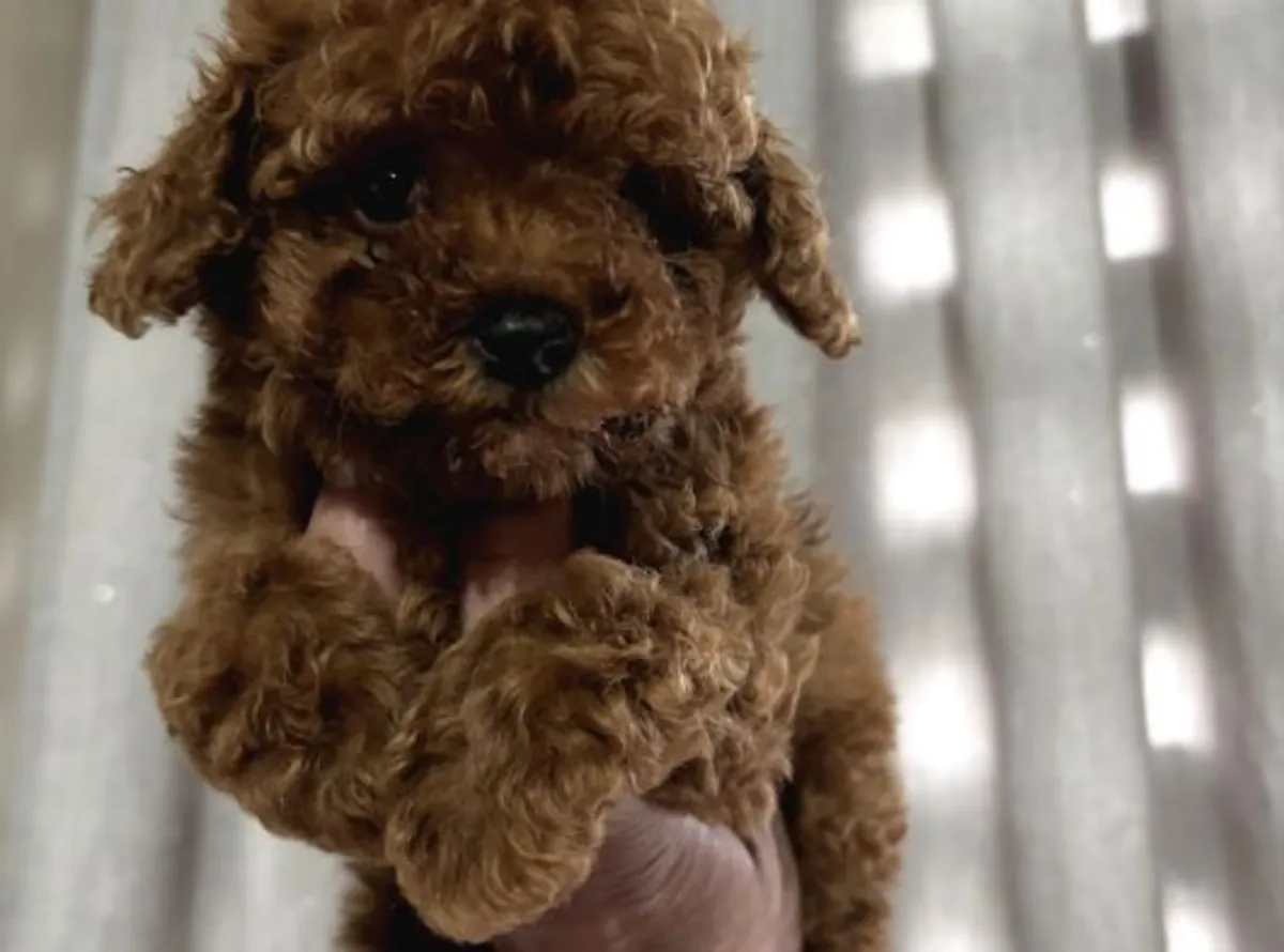 Ev ortamına uyumlu, sakin karakterli Poodle dişi yavru