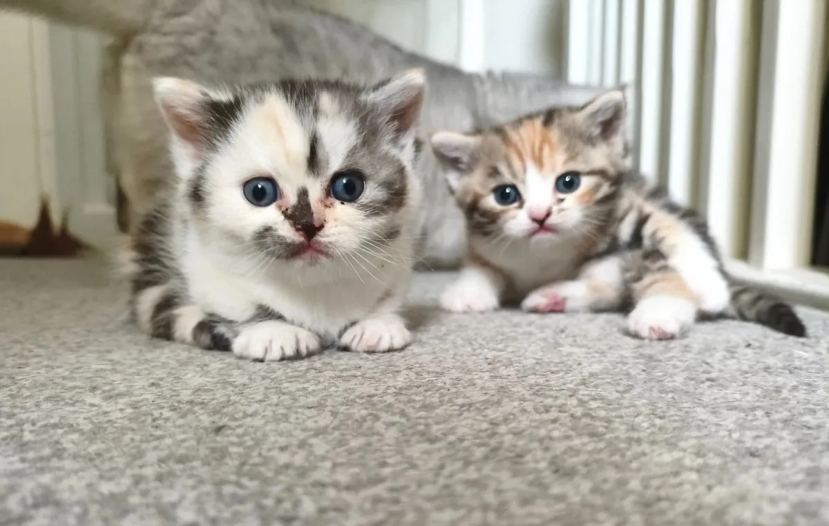 Chatons Munchkin à adopter