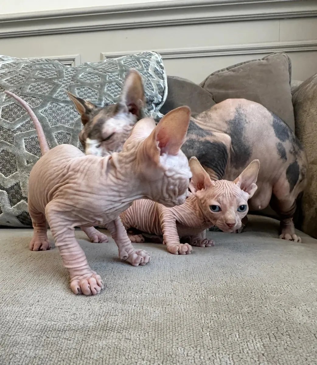 Beautiful Sphynx kittens for sale