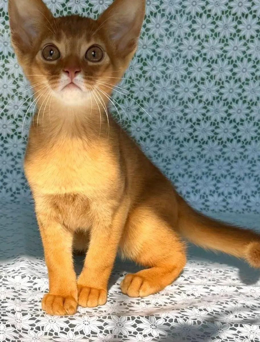 Abyssinian Kitten in Sorrel Coat Baks — Tender Friend with Playful Personality