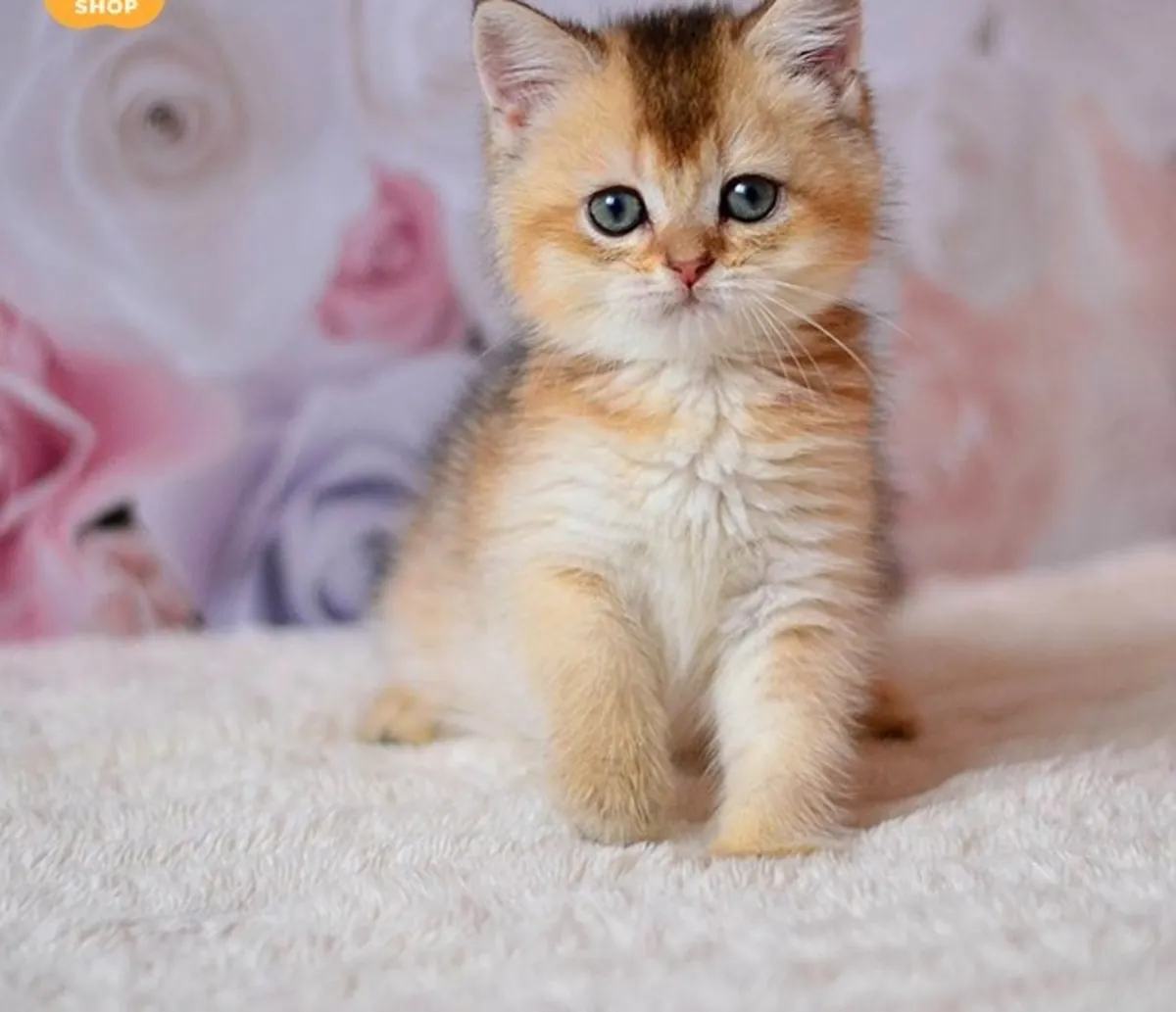 Charming British Shorthair Kitten Filip Awaits His Family