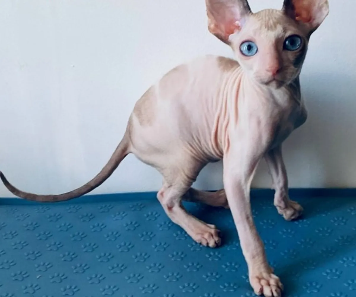 Cornish Rex Laska — Very Affectionate and Companionable Kitty  