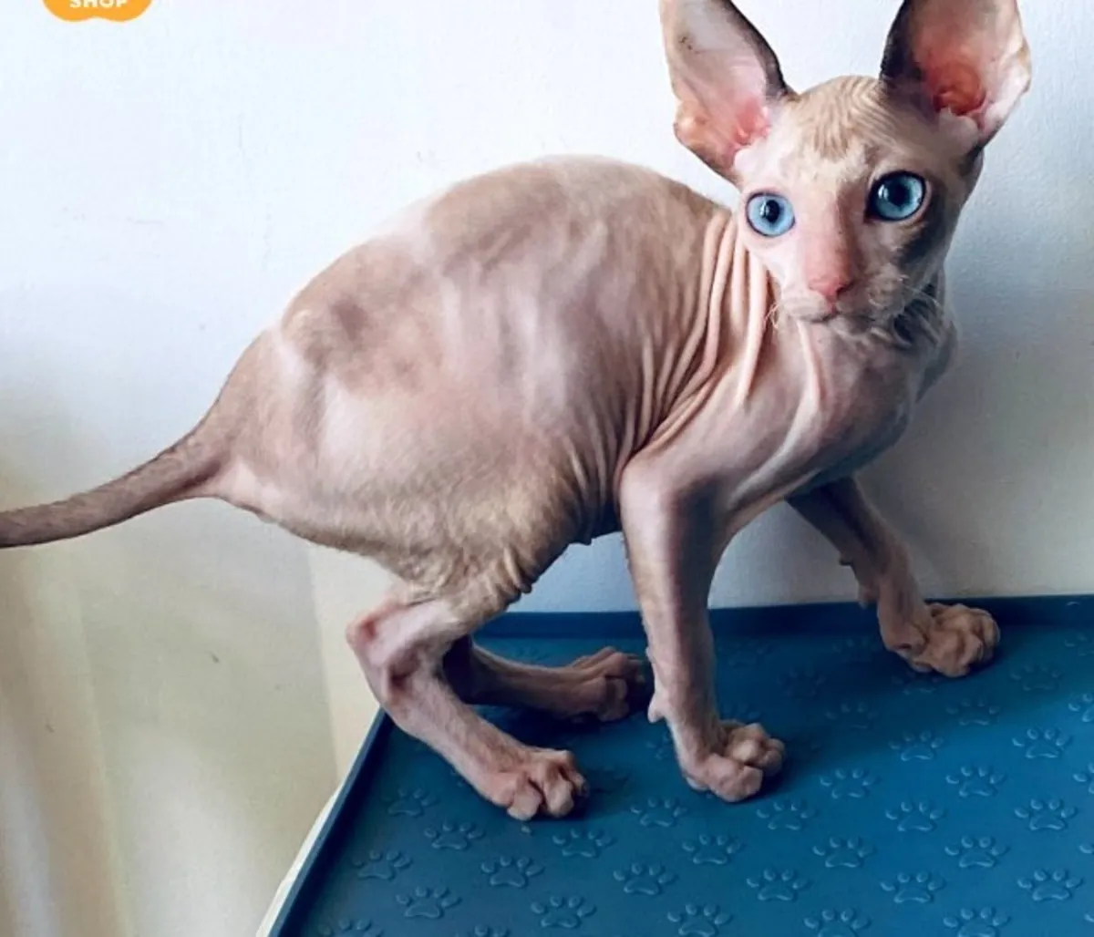 Cornish Rex Laska — Very Affectionate and Companionable Kitty  
