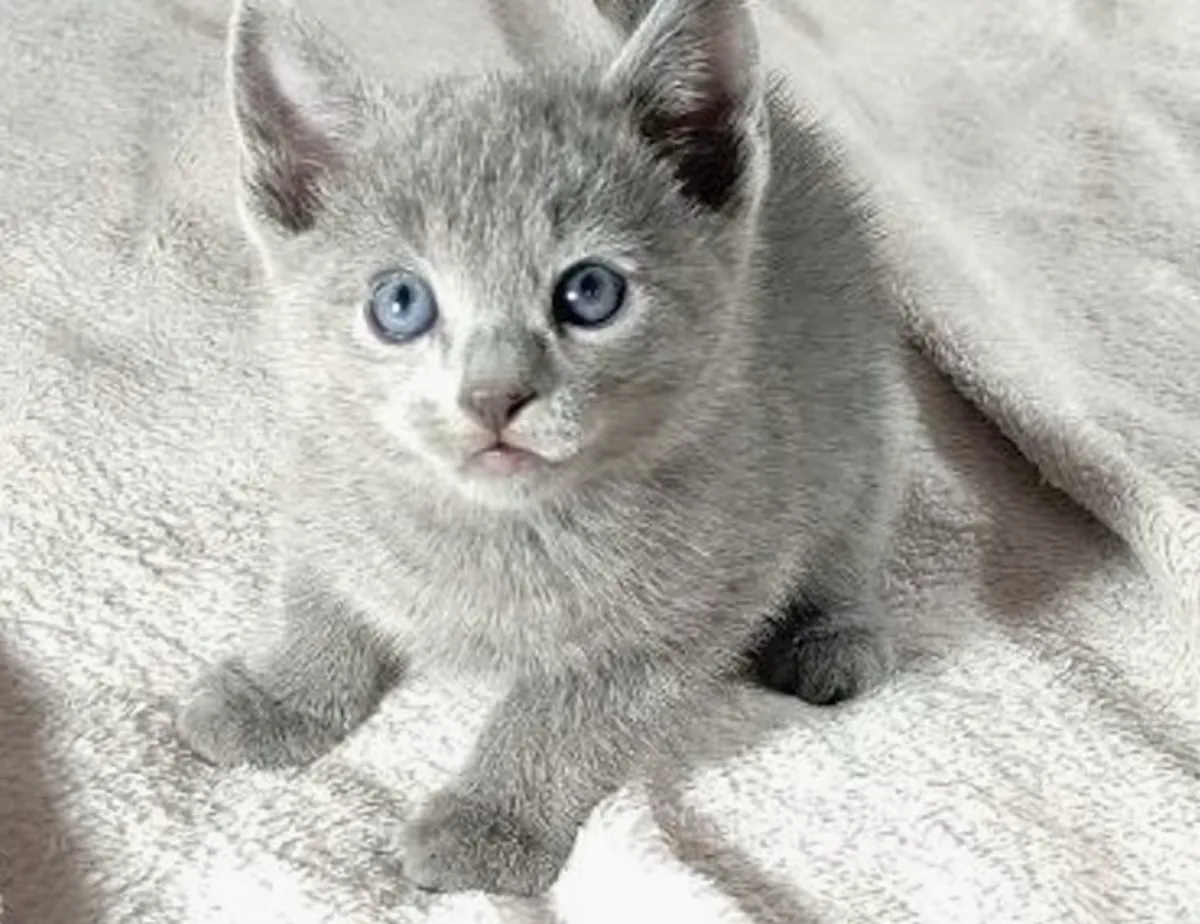 Russian Blue Cat Thomas — Handsome Boy with a Blue Coat 