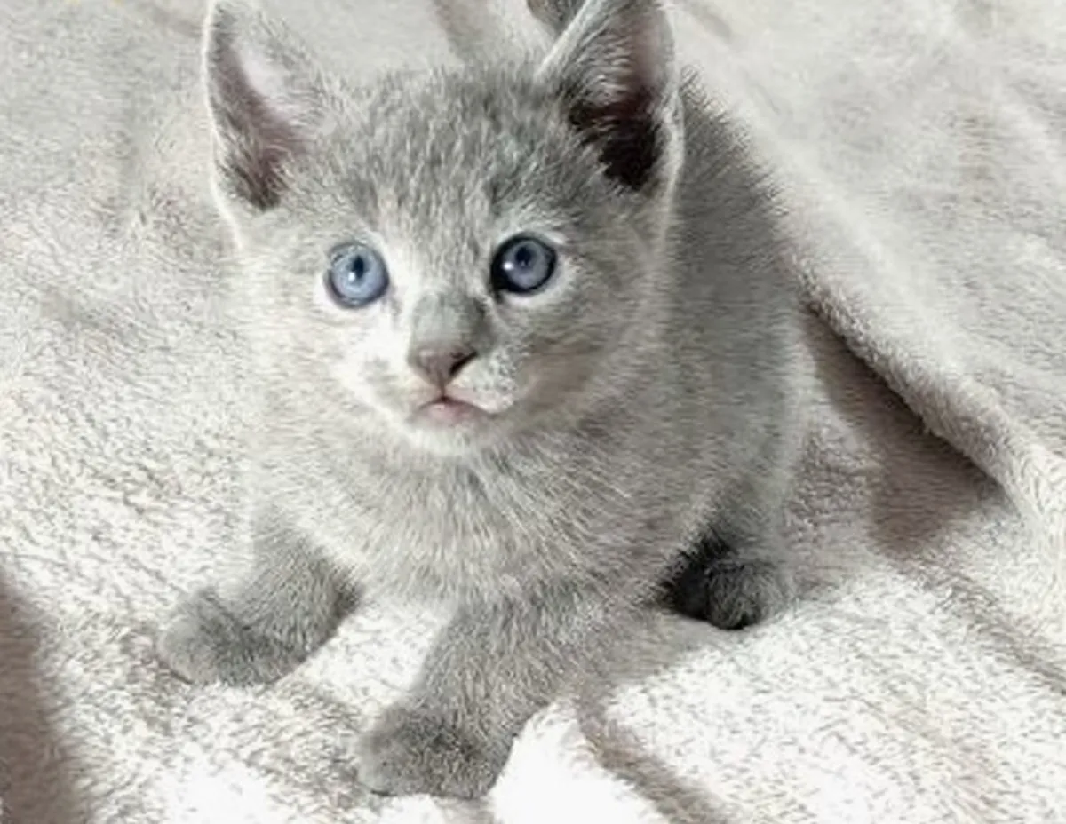 Russian Blue Cat Thomas — Handsome Boy with a Blue Coat 