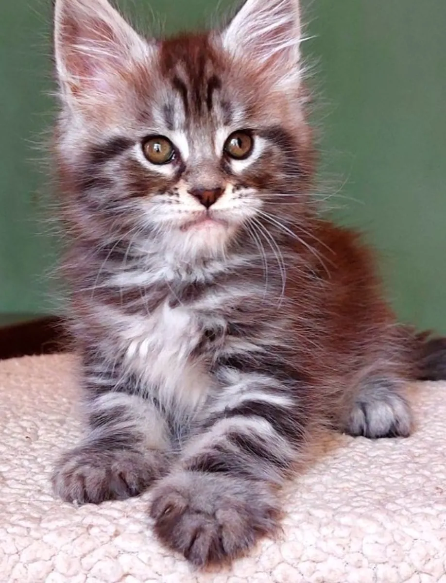 Very Gentle and Tame Beauty Maine Coon Galaxy