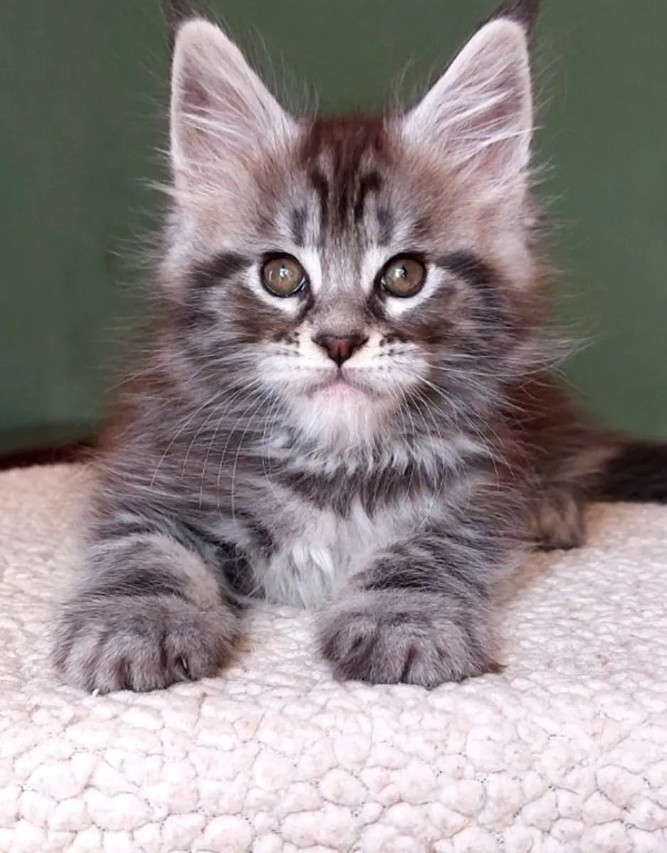 Very Gentle and Tame Beauty Maine Coon Galaxy