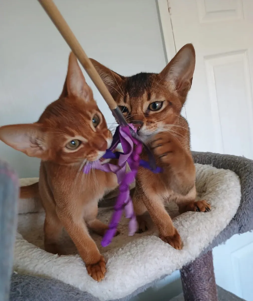 Pegasus and Phoenix are two stunning Abyssinian brothers