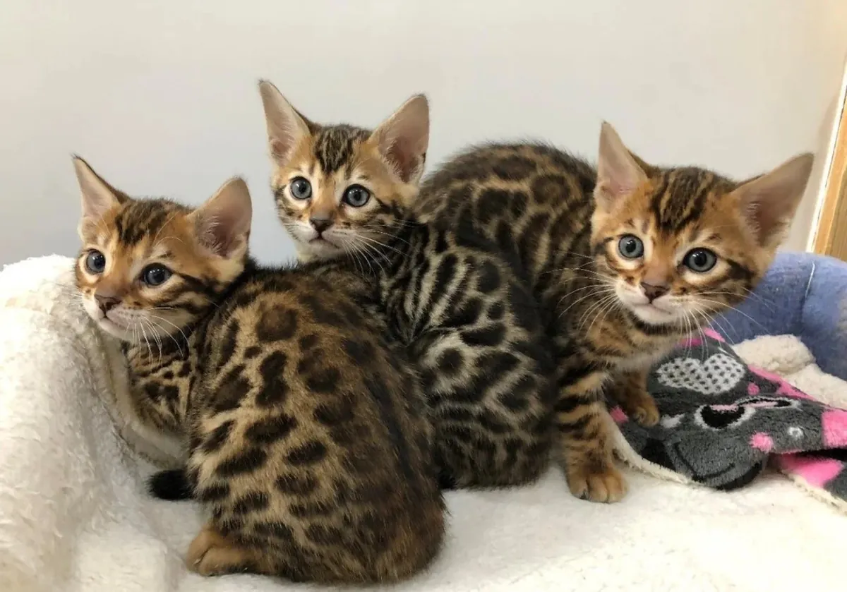 gorgeous Bengal  kittens available