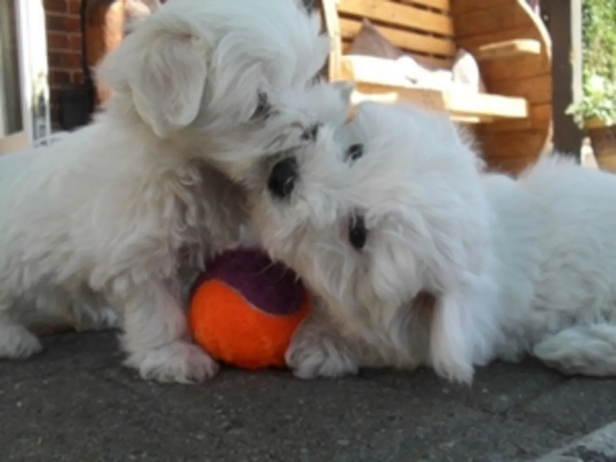 Adorables cachorros maltés excepcionales