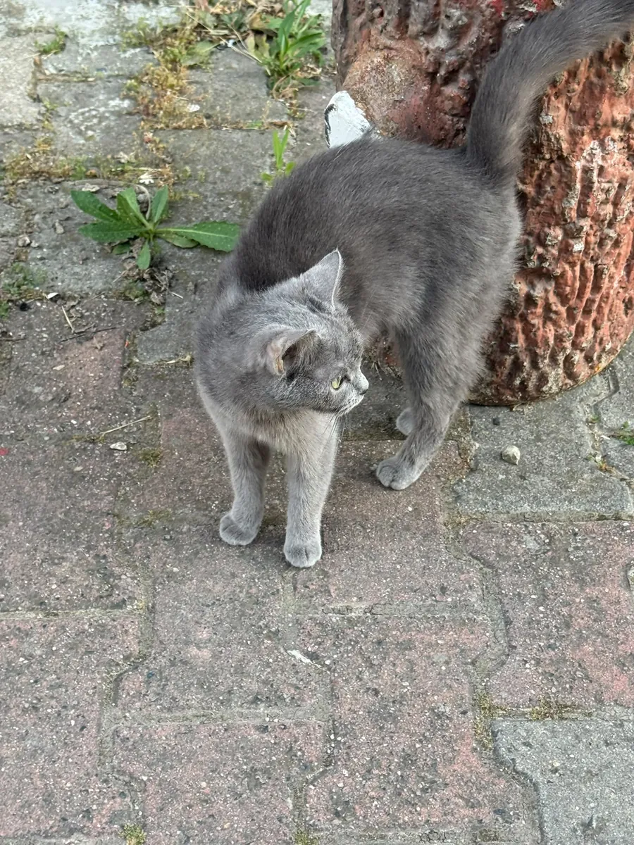Chaton British Shorthair abandonné