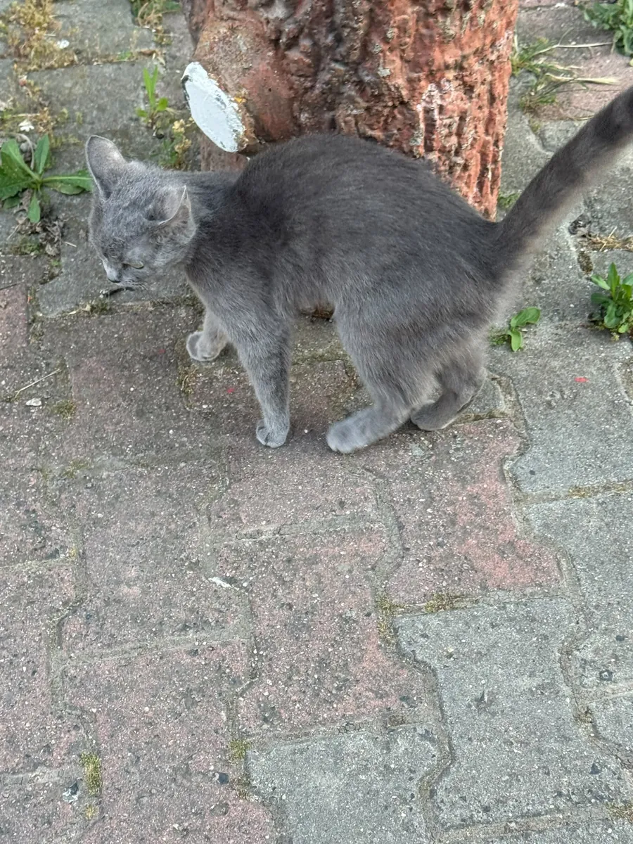 Chaton British Shorthair abandonné