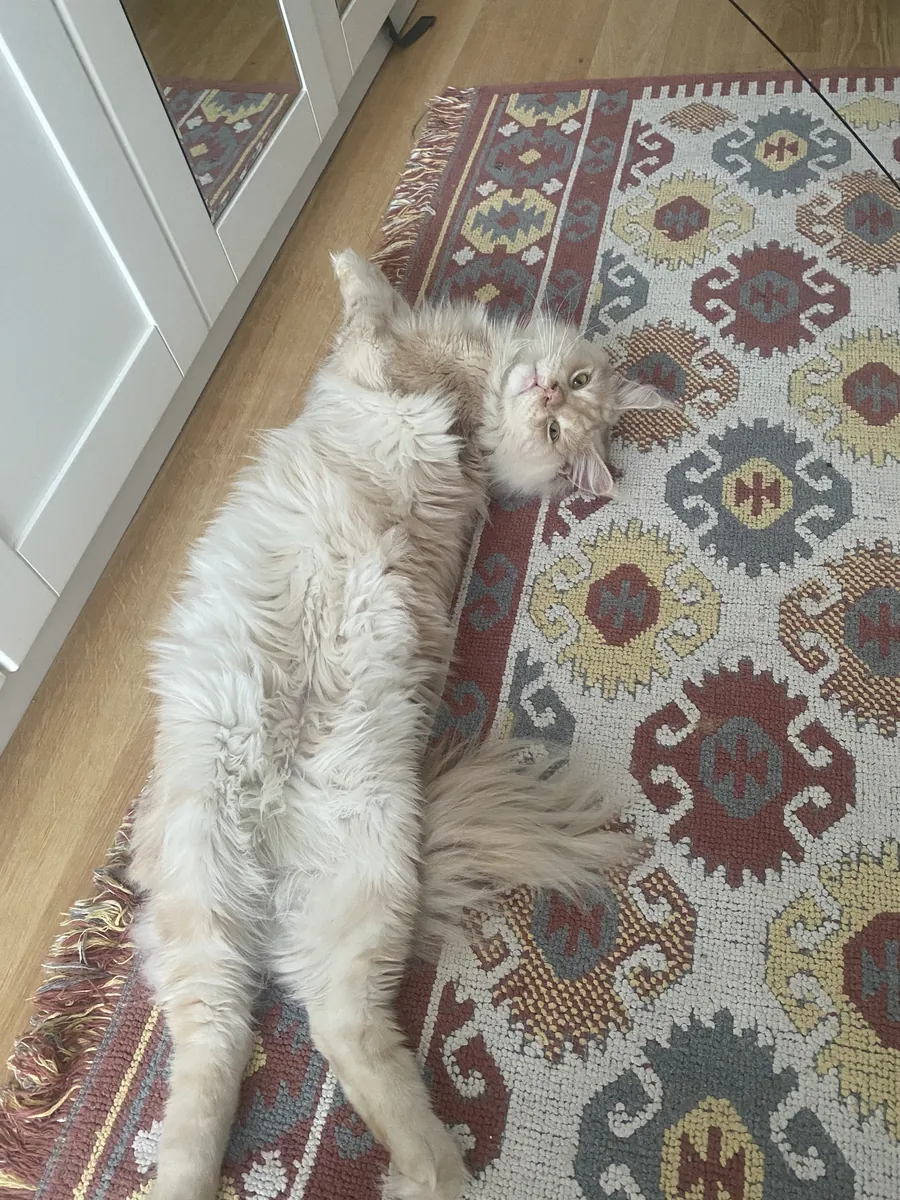 Sevimli ve cana yakın maincoon
