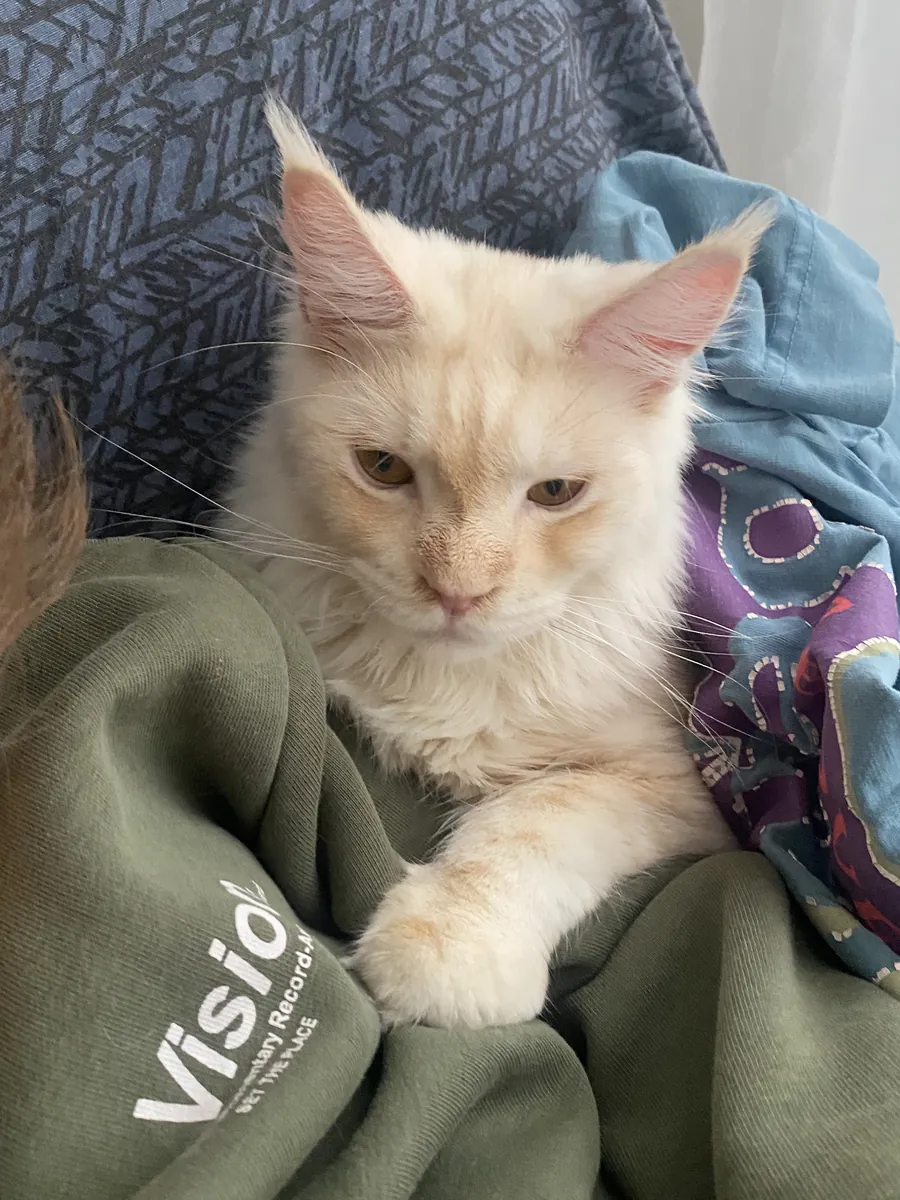 Sevimli ve cana yakın maincoon