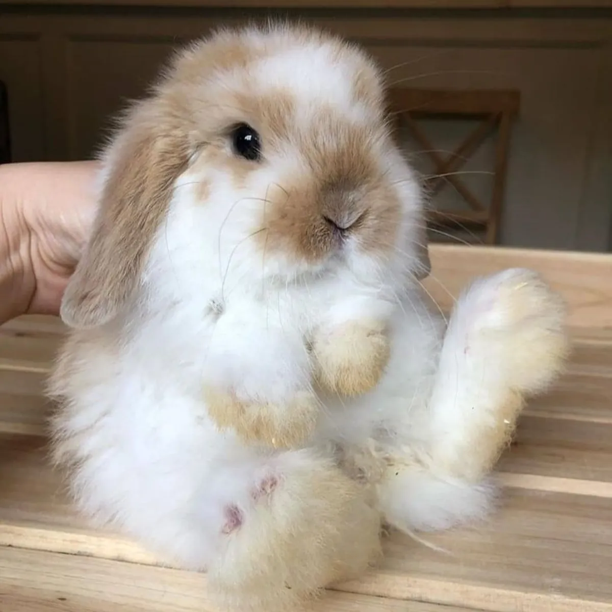 American Fluffy Lop Rabbit Looking for a New Home