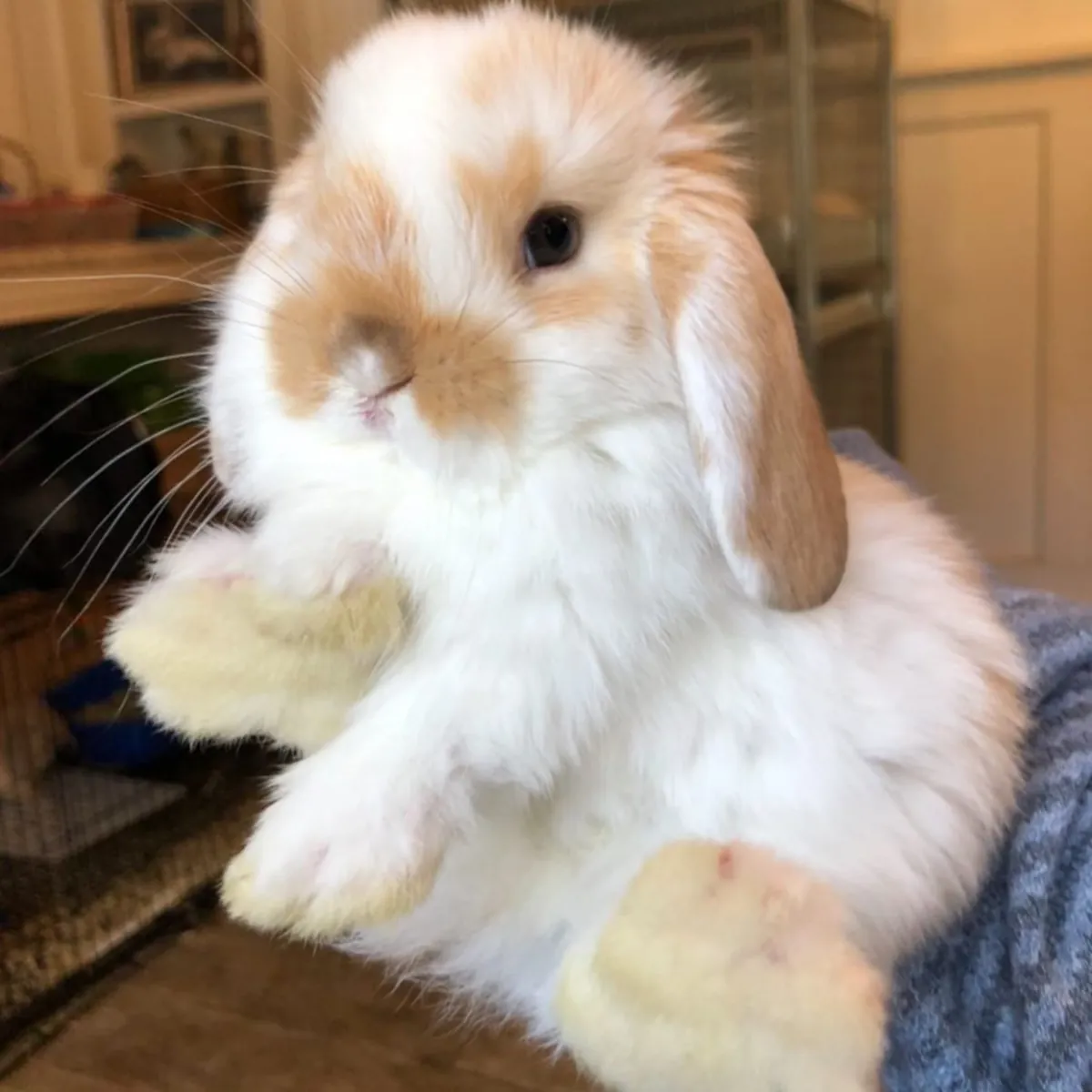 American Fluffy Lop Rabbit Looking for a New Home