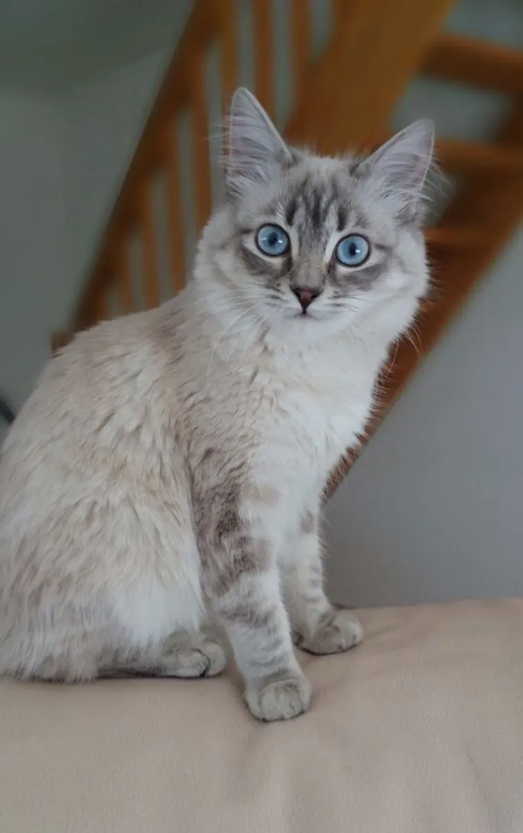 Chat sibérien disponible pour la reproduction