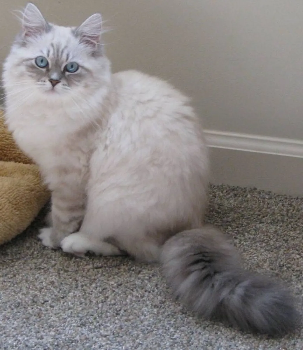 Chat sibérien disponible pour la reproduction