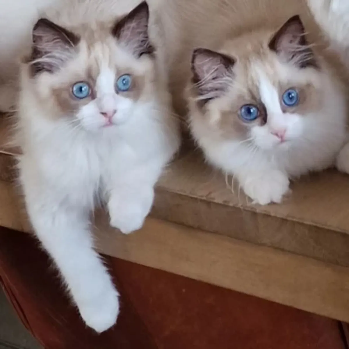 自家饲养的布偶猫幼崽