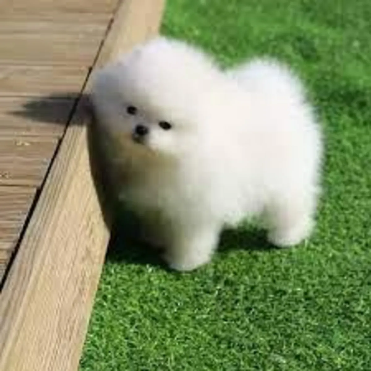 漂亮的小茶杯博美犬幼犬