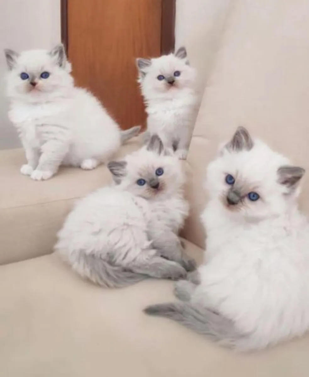 Prachtige Ragdoll-kittens beschikbaar – WhatsApp +33773117748
