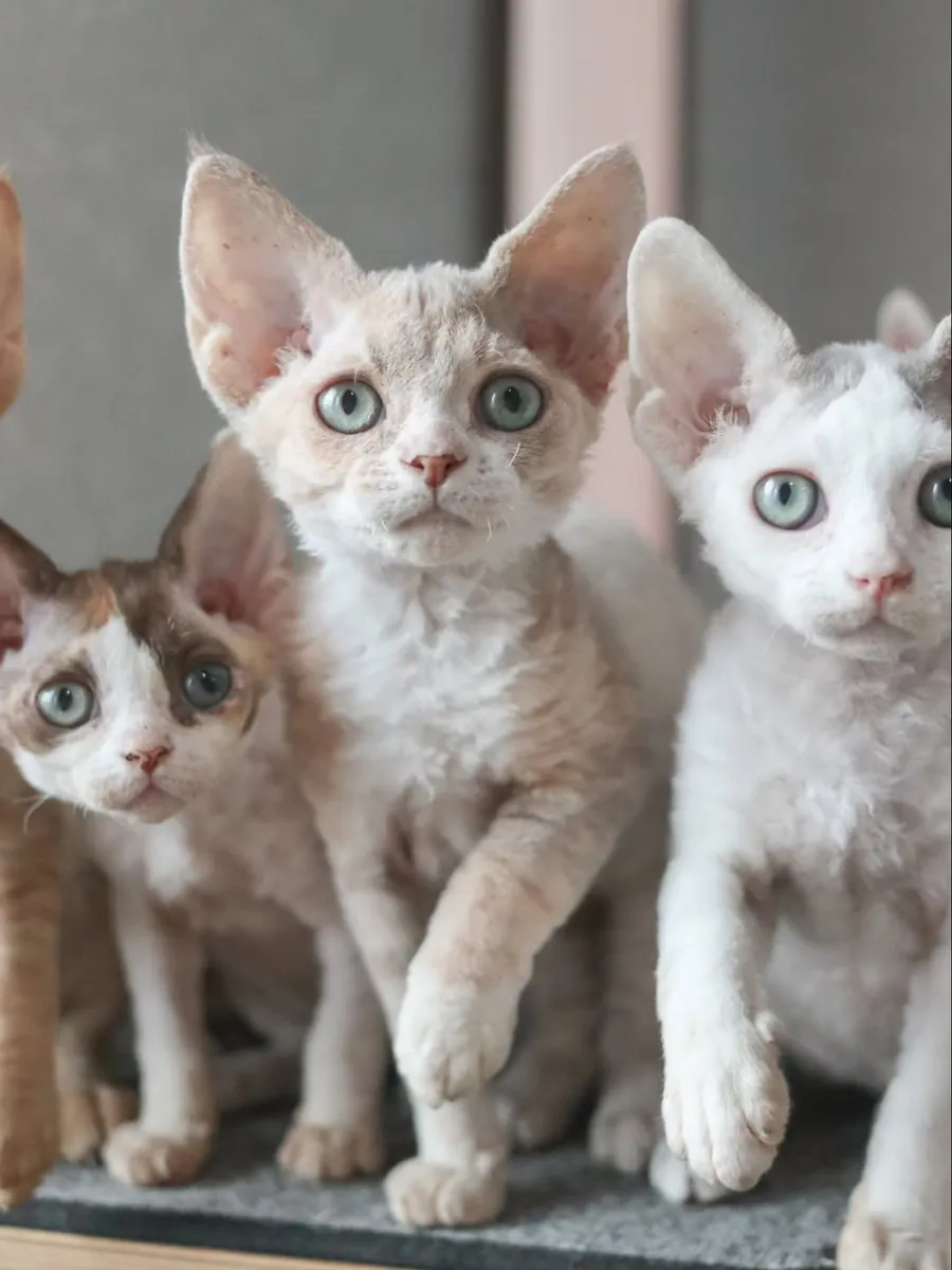 Devon Rex-kittens te koop – WhatsApp +33773117748