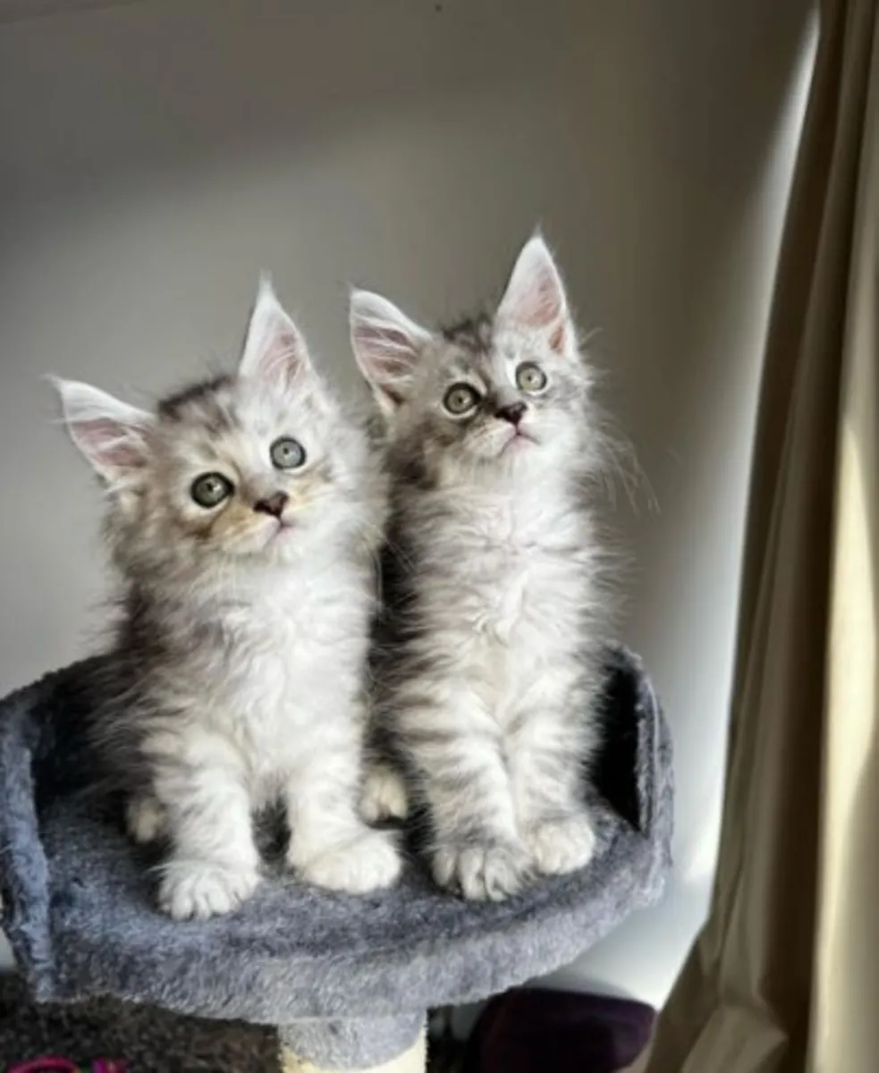 Gezonde Maine Coon-kittens zoeken een nieuw thuis – WhatsApp +33773117748