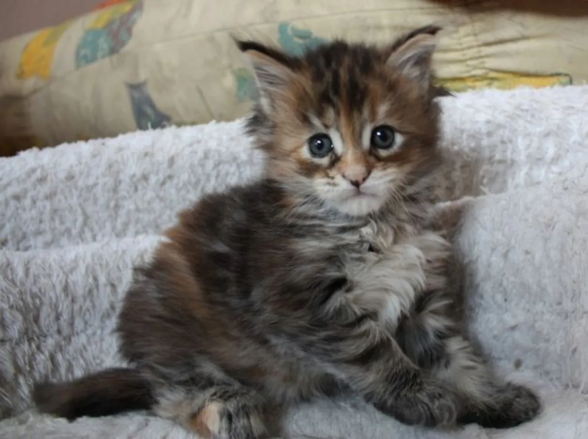 Maine Coon-kittens beschikbaar – WhatsApp +33773117748