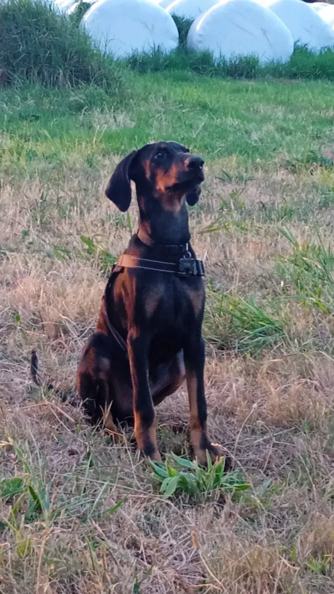 Dobermann de 3 años