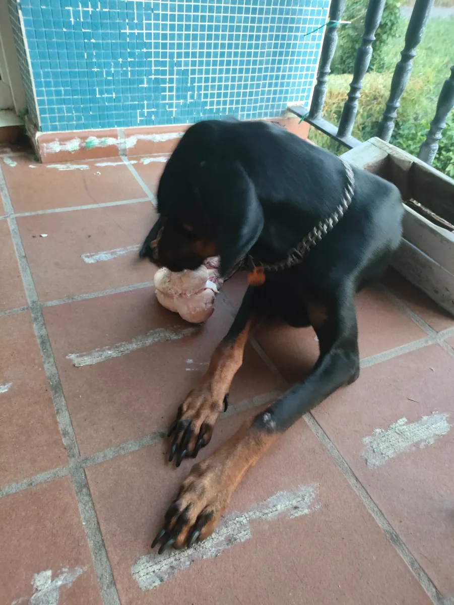 Dobermann de 3 años