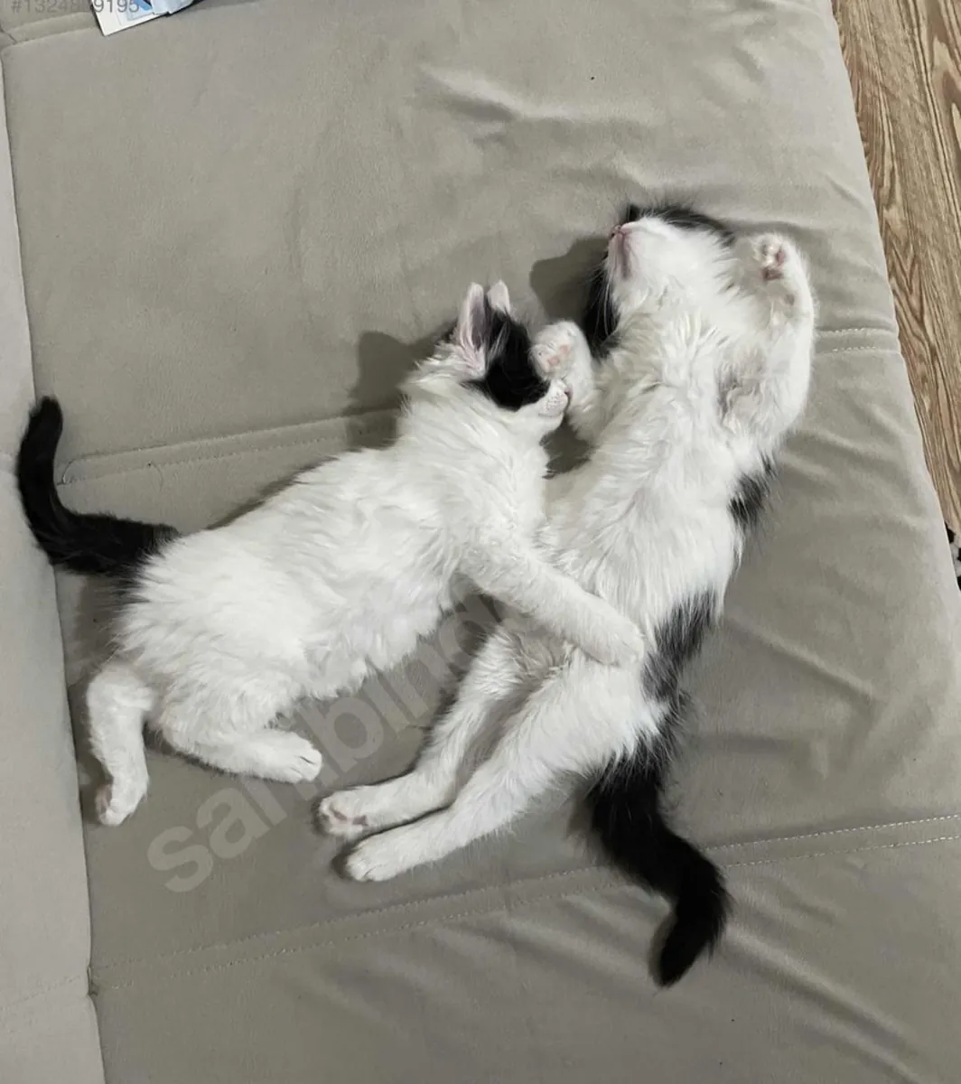 cute kitten duo