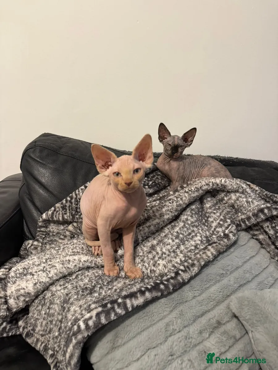 Sphynx kittens
