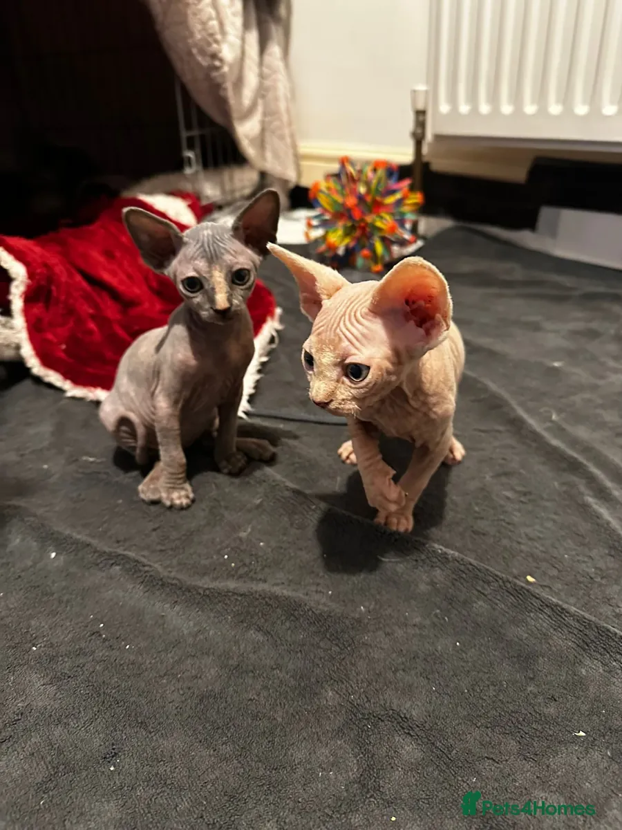 Sphynx kittens