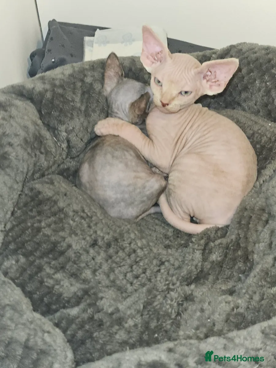 Sphynx kittens