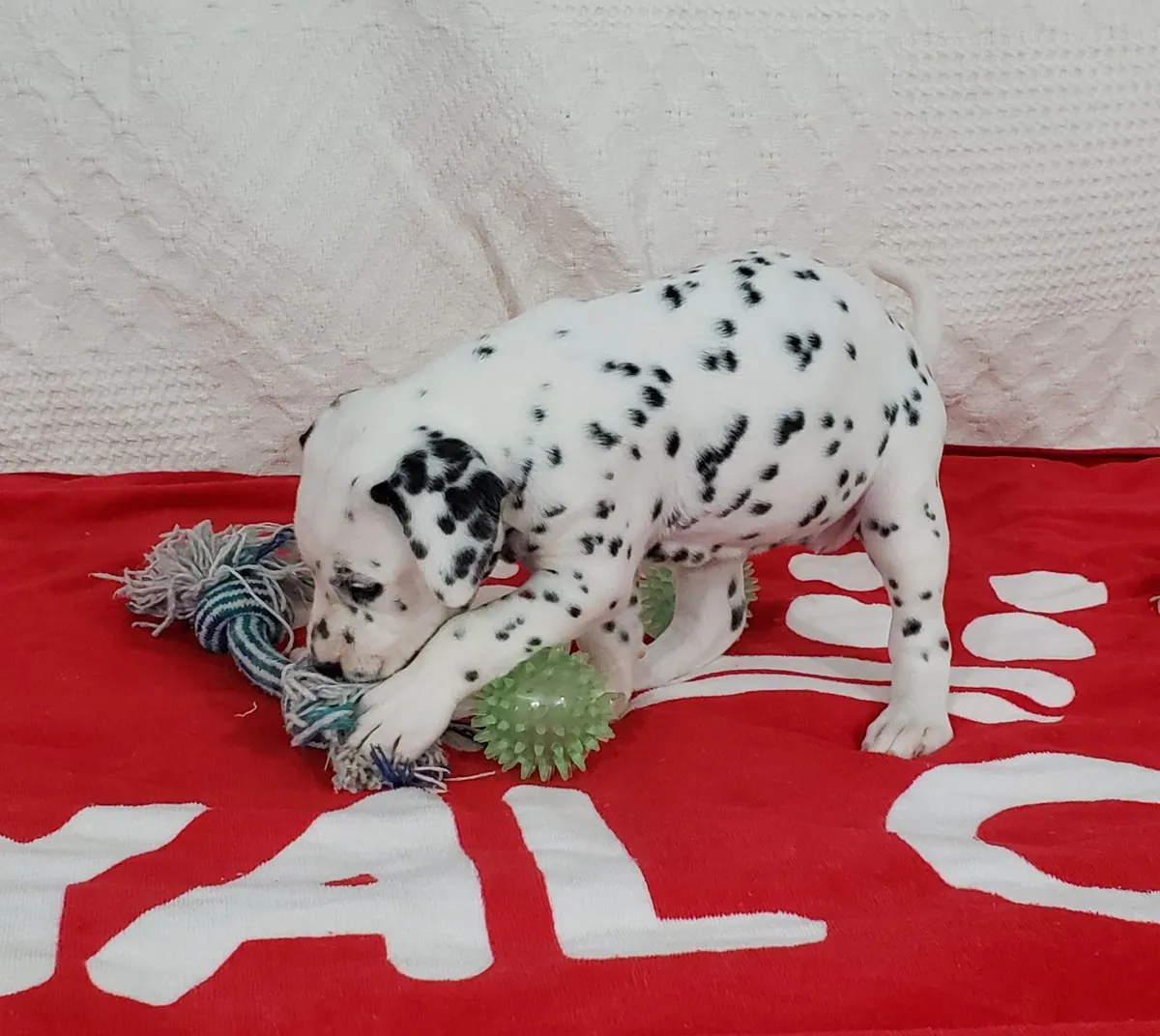 Cute Dalmatian Puppies